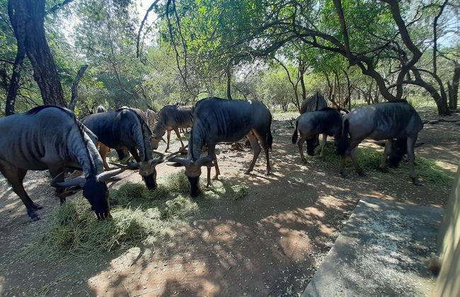 African Sky Villas - Photo 79