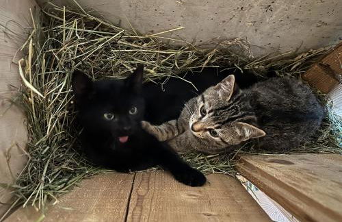 DILIA Chalets & Apartments - Foto 57