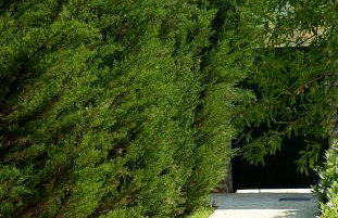 Seaside Apartments Laurus Murter - Foto 12