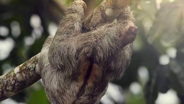 Avistamento de bichos-preguiça em La Fortuna - Foto 2, Bicho-preguiça pendurado em um galho
