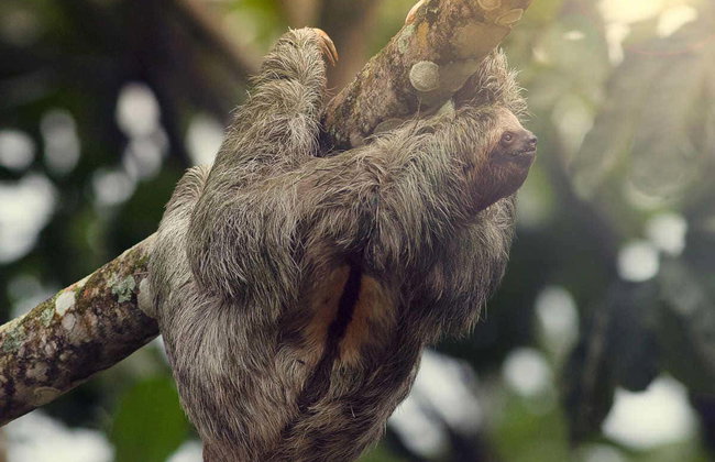 Avistamento de bichos-preguiça em La Fortuna - Foto 2