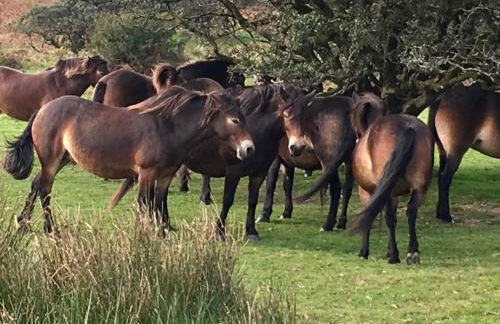 Where Families Reconnect And Dogs Truly Belong - Foto 18