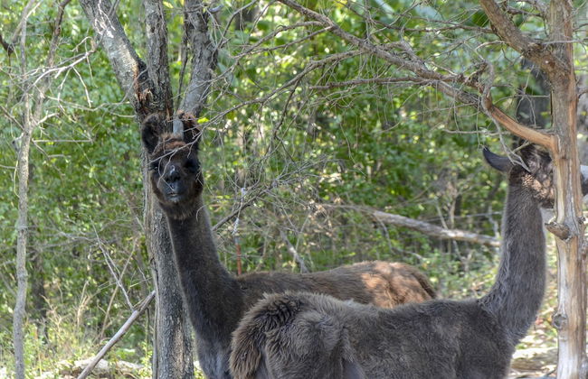 Llama House - Foto 56