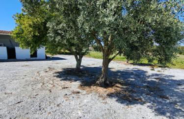 Quinta Rural em Coruche com piscina privativa - Foto 38