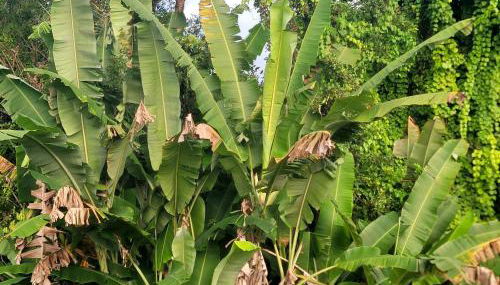 Casa na Praça de Serra Grande - Foto 4