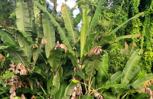 Casa na Praça de Serra Grande - Photo 4