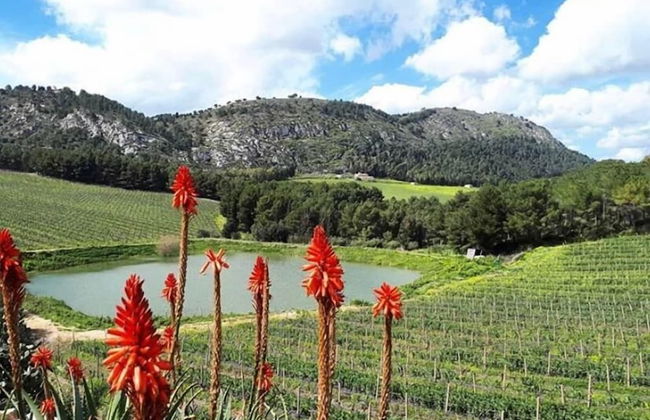 Agriturismo Tenute Pispisa Segesta - Foto 29