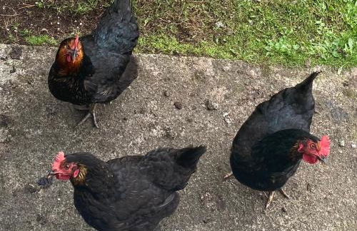 Unique luxurious cabin on sea view working croft - Photo 26