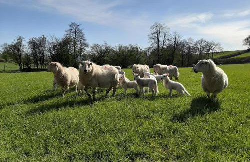 Sycamore Lodge - Foto 24