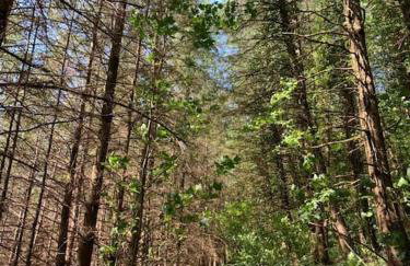 Detached Barn in Tamar Valley, EV charging included - Foto 30