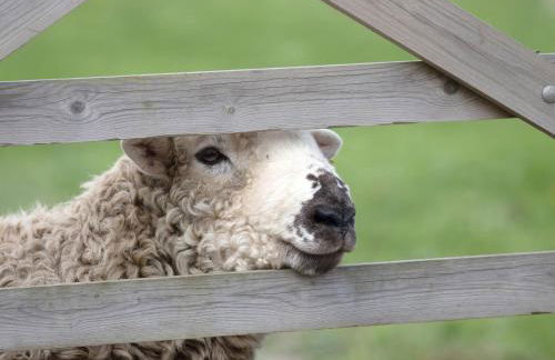 Bryn Y Garreg Cottage - The Wireless Tech Free Farm - Photo 46
