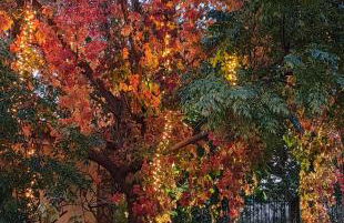 Refugio madera estilo árabe con estatuas, estanques y un pequeño zoo - Foto 40