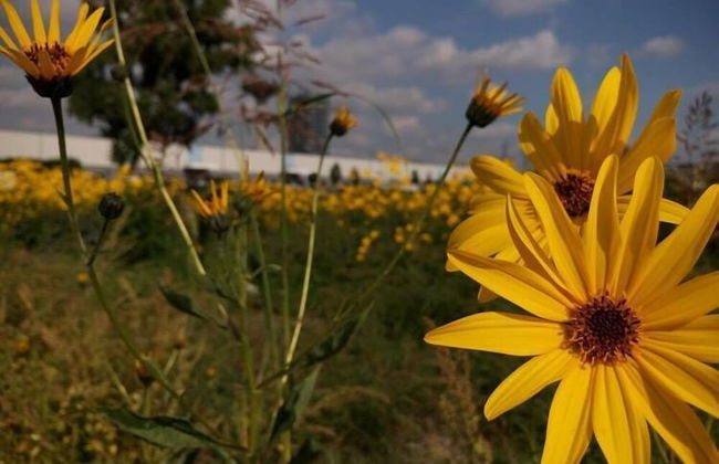 Verdidea - PODERE MONTI - Photo 69