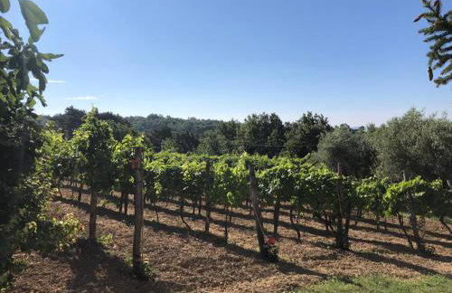 Apartman Villa Romana - Foto 37