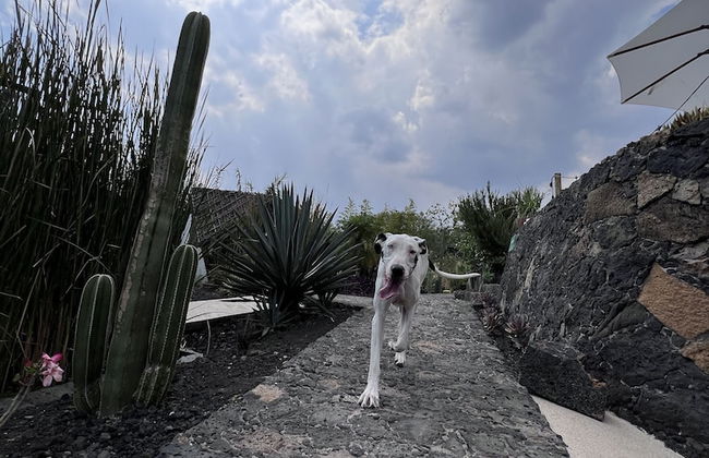 Bosque Geométrico - Foto 66