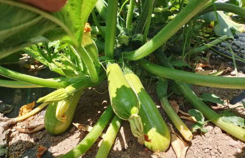 White lilies the house of gourmet flavours - Foto 45