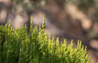 Agrilia Koromili Retreat - Foto 13