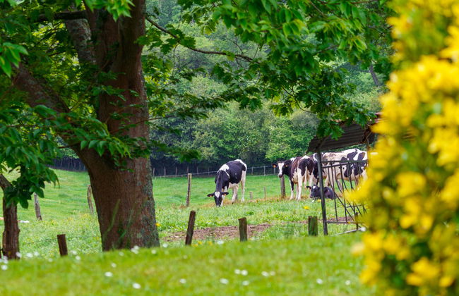 Lande Gaina - Photo 16