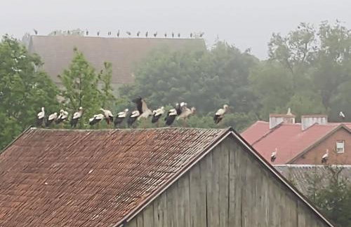 Bociani spokój - Foto 6