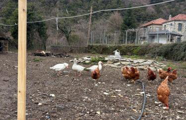 Stonehouse Karidis - Foto 56