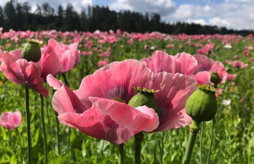 Ferienwohnung “Mount Meißner” - Foto 18