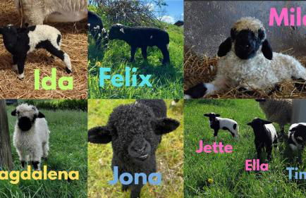 Ferienhof Rüßmann - Foto 36