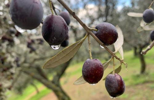 SetterHouseAgriHotel - Photo 76