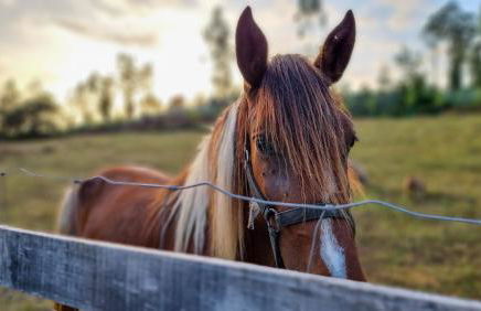 Vale da Silva Villas - Homes - Foto 16