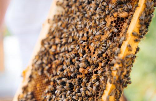 Milea Agritourism - Foto 81