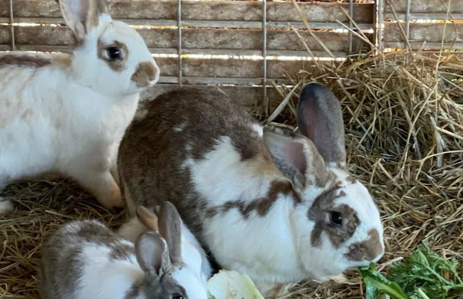 Tenuta Cursano - Foto 43