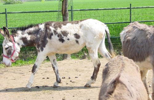 Fondo Brugarolo B&B - Foto 38