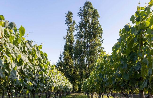 Visita a una cantina di Paestum - Foto 1