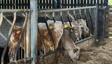 Campbell's Cottage - Foto 3