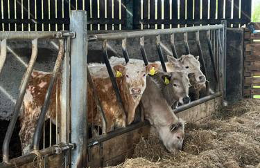 Campbell's Cottage - Foto 3