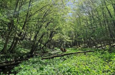 Kuća za odmor Jadra - Foto 63