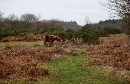 Stable Cottage - Photo 31