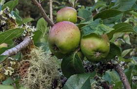 The Applehay - Foto 13