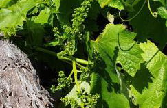 Quinta da Touça - Foto 47