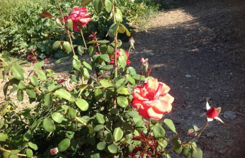 Pisceneris Holiday Home - Foto 17