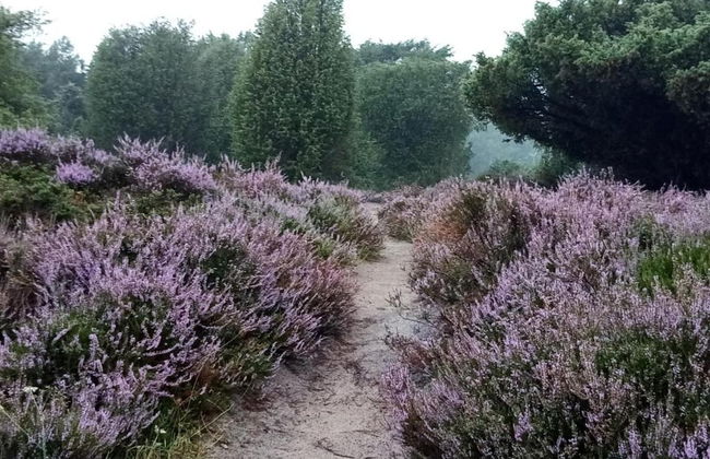 Holiday Home Mantinge Near Nature Reserve - Foto 36