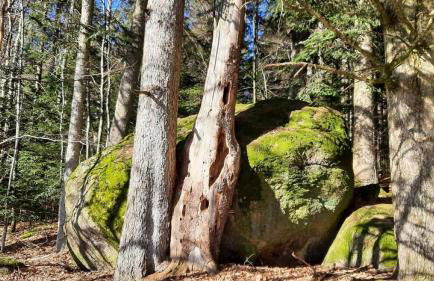 Blockhaus am Baumwipfelpfad - Foto 66