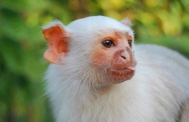 Tour por el canal do Jari - Foto 6