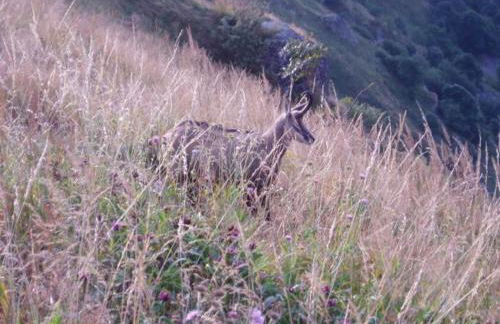 Charmant chalet de montagne avec terrasse et vue imprenable - FR-1-589-72 - Foto 4