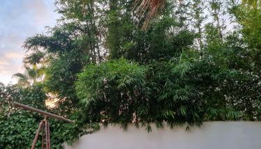 Eco Finca Sa Font Blava - Foto 5, Garden