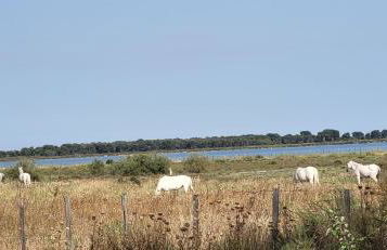 La Voile Bleue où il fait bon être plage et commerces à pied - Photo 31