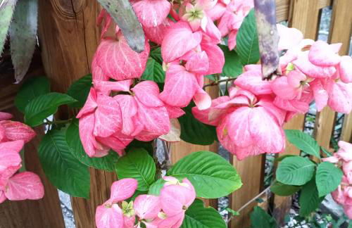 Tropical Hideaway! - Foto 25