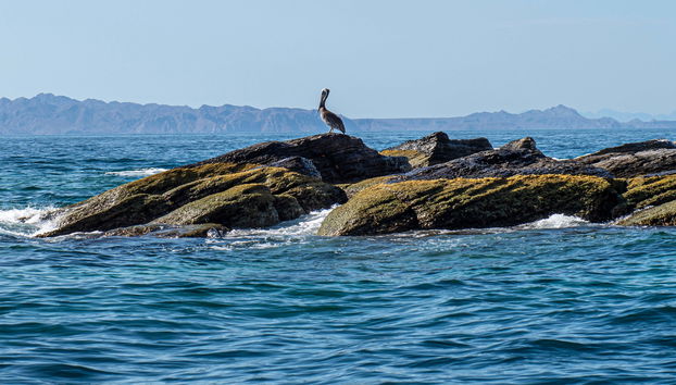 Escursione all'isola Coronado
