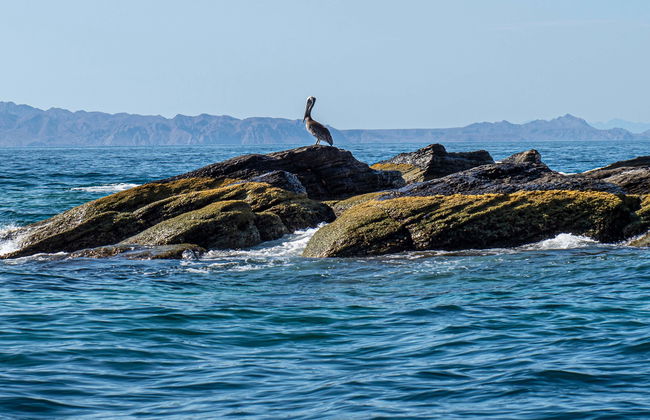 Excursion sur l'île Coronado - Photo 4