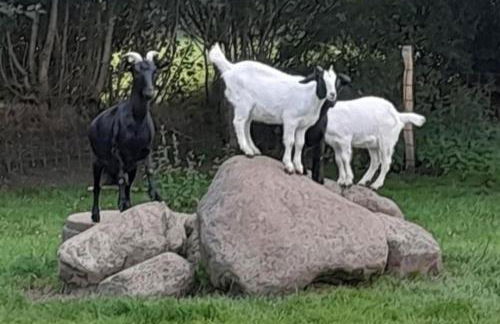 FeWo Mareike - Photo 15