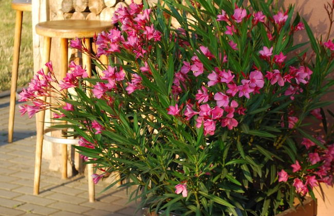 Ferienwohnung auf Pferdehof bei Neustadt - Foto 25